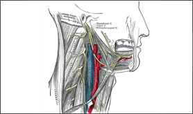 MRI Angio Brain & Neck Vessels